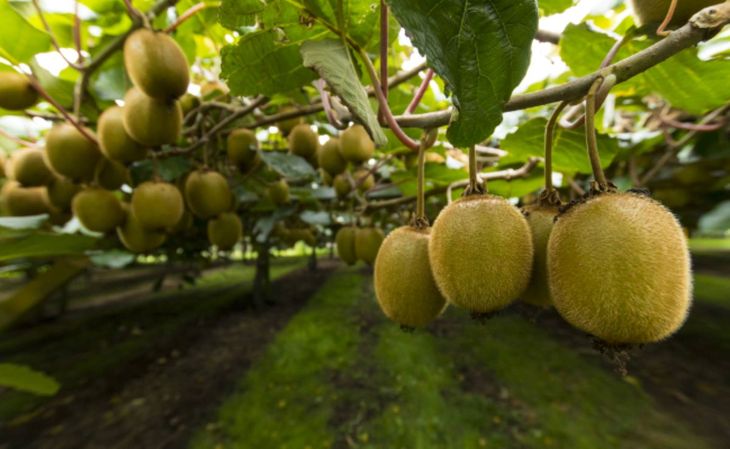 Zespri respaldó el nuevo plan regional que apunta a fortalecer rutas, expansión portuaria y desarrollo habitacional para trabajadores agrícolas. Zespri respaldó el nuevo plan regional que apunta a fortalecer rutas, expansión portuaria y desarrollo habitacional para trabajadores agrícolas.