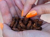 A base de insectos: la harina llena de proteínas que buscan producir en Argentina