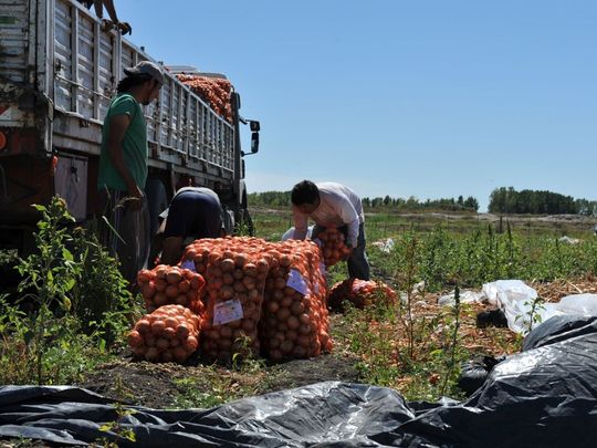 La última declaración jurada de cultivos muestra una fuerte retracción en la siembra de cebolla respecto de la temporada anterior.