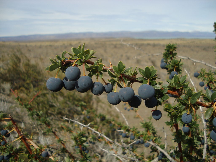 El calafate posee propiedades antioxidantes y antiinflamatorias. El calafate posee propiedades antioxidantes y antiinflamatorias.