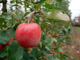 Precios de la manzana en Europa trepan hasta el 94% en marzo