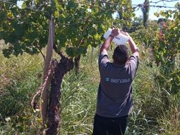 la rioja: activan medidas contra la polilla de la vid la rioja: activan medidas contra la polilla de la vid