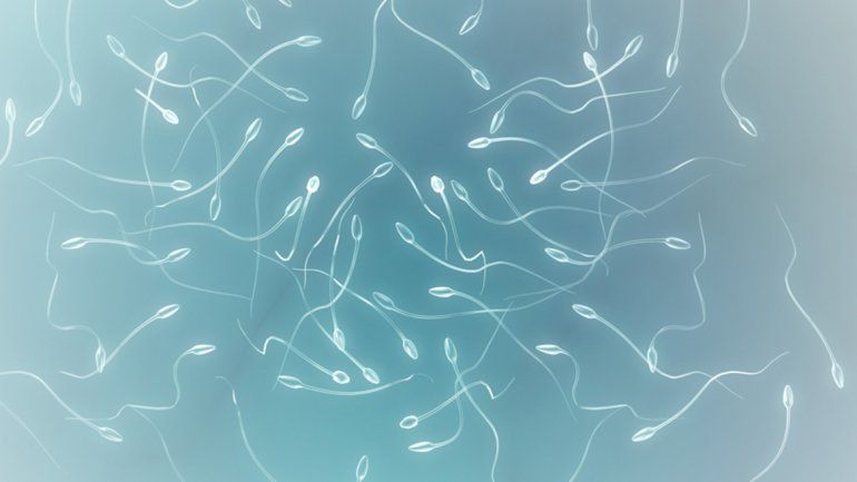 Espermatozoides intoxican a otros para superarlos en la carrera