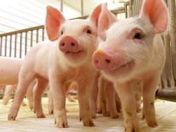 Mejora la situación del sector porcino en la Argentina, aunque con desafíos por delante. Mejora la situación del sector porcino en la Argentina, aunque con desafíos por delante.