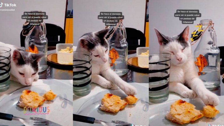 TikTok: gato finge dormirse para robar la comida de su dueño.