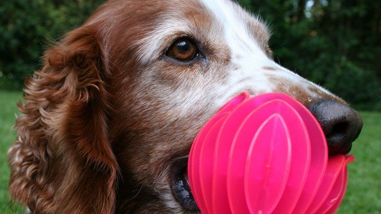 Juegos para que la mente del perro no envejezca