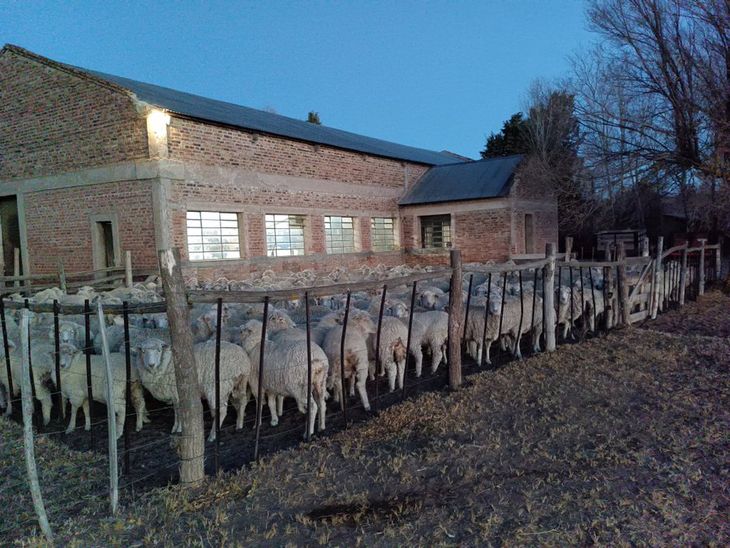 Productores rurales enfrentan temperaturas extremas de hasta 27 grados bajo cero. Productores rurales enfrentan temperaturas extremas de hasta 27 grados bajo cero.
