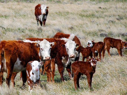 Preocupación entre los productores de la Patagonia por el cierre de la frontera con Chile.