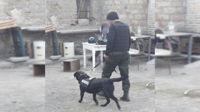 Hallan 10 kilos de marihuana en la chacra de un narco que vendía droga para Neuquén