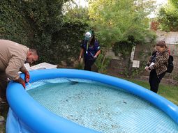 Control de mosquitos transmisores de dengue. Control de mosquitos transmisores de dengue.