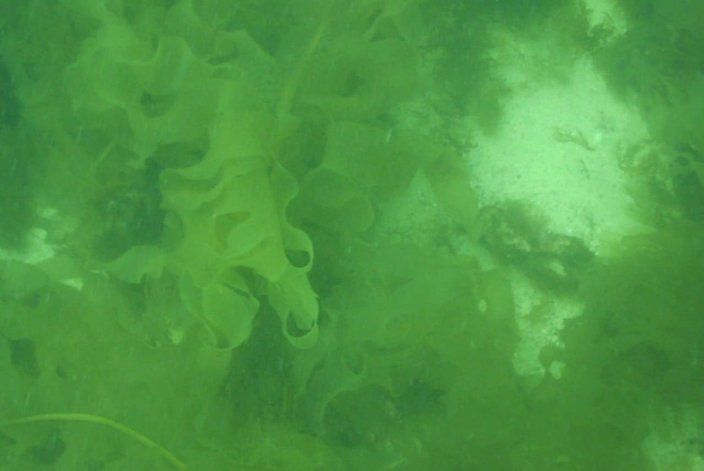 En el golfo San Matías tienen registros de la especie desde 2010 (Foto gentileza "Tata" Aguayo).