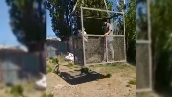 Mirá cómo rescataron a un gato que estuvo 6 días en la copa de un árbol