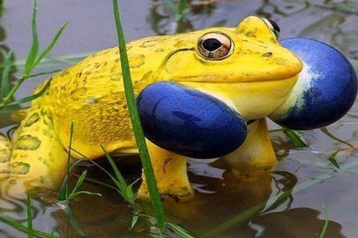 Ranas amarillas aparecen en India.