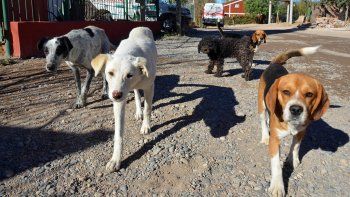 presentan proyecto de ley de proteccion de perros y gatos presentan proyecto de ley de proteccion de perros y gatos