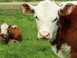 Buenos precios en el mercado para los terneros; pero, ¿es momento para vender? Buenos precios en el mercado para los terneros; pero, ¿es momento para vender?
