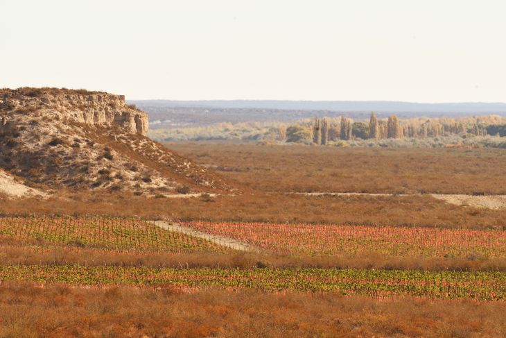 El vino más caro de Argentina es de Patagonia y lo compra un magnate de China