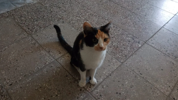 El dueño de la gata que mordió al muirciélago con rabia en Chubut explicó que en Zoonósis no tienen un lugar dónde aislarla y él debe hacerse responsable. El dueño de la gata que mordió al muirciélago con rabia en Chubut explicó que en Zoonósis no tienen un lugar dónde aislarla y él debe hacerse responsable.