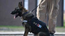 perros pueden oler y detectar personas con covid-19 perros pueden oler y detectar personas con covid-19