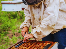 La categorización por cuadros cubiertos ordena el apiario antes de la invernada. La categorización por cuadros cubiertos ordena el apiario antes de la invernada.