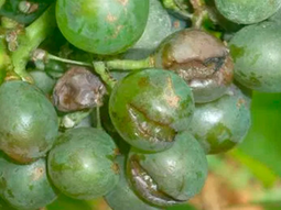 La plaga estuvo ausente en Sudamérica hasta 2008. La plaga estuvo ausente en Sudamérica hasta 2008.