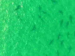 Más de 100 tiburones sorprendieron en la costa rionegrina Más de 100 tiburones sorprendieron en la costa rionegrina