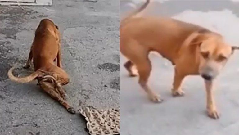 Conocé al perro que finge tener una pata rota para que le den comida