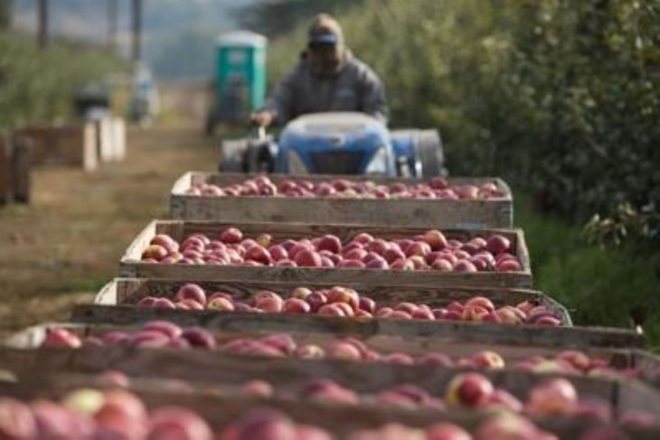 Durante la pasada campaña Estados Unidos exportó 840.000 toneladas de manzanas.