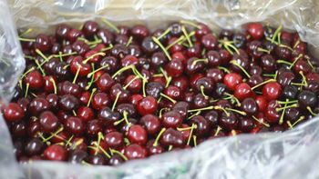 La oferta récord de fruta chilena en noviembre genera preocupación entre productores locales por la pérdida de competitividad. La oferta récord de fruta chilena en noviembre genera preocupación entre productores locales por la pérdida de competitividad.