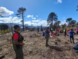 Se ﻿busca mejorar la conservación del ecosistema de los bosques en Aluminé. Foto: gentileza.