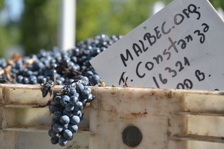 El preferido de los argentinos: las cifras récord del Malbec en el mundo