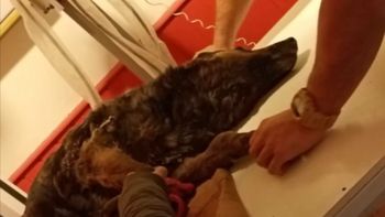 Brutal ataque a una perra: la prendieron fuego y la tiraron al pozo de un basural municipal. Brutal ataque a una perra: la prendieron fuego y la tiraron al pozo de un basural municipal.