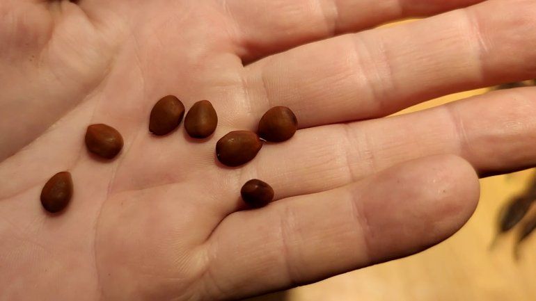 Descubren semillas de 5 mil años de antigüedad en Buenos Aires