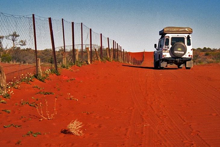Inspirado en Australia: el proyecto busca replicar la barrera de 5.600 km que frenó al dingo.