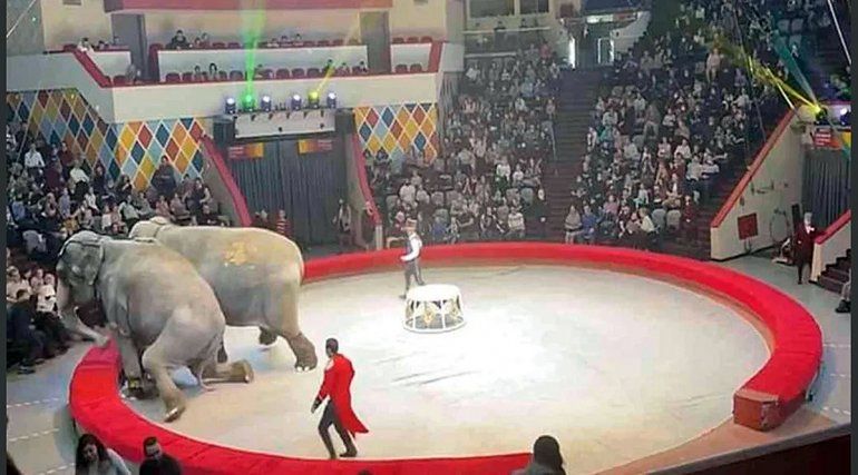 Pánico en un circo por la pelea de dos elefantes