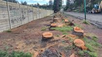 Autoridades municipales explicaron por qué hubo tala de pinos. Autoridades municipales explicaron por qué hubo tala de pinos.