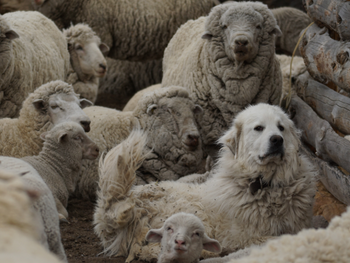 Uno de los perros protectores de ganado entregado en el Parque Nacional Laguna Blanca, junto al rebaño. Foto: Ezequiel Infantino, WCS Argentina Uno de los perros protectores de ganado entregado en el Parque Nacional Laguna Blanca, junto al rebaño. Foto: Ezequiel Infantino, WCS Argentina