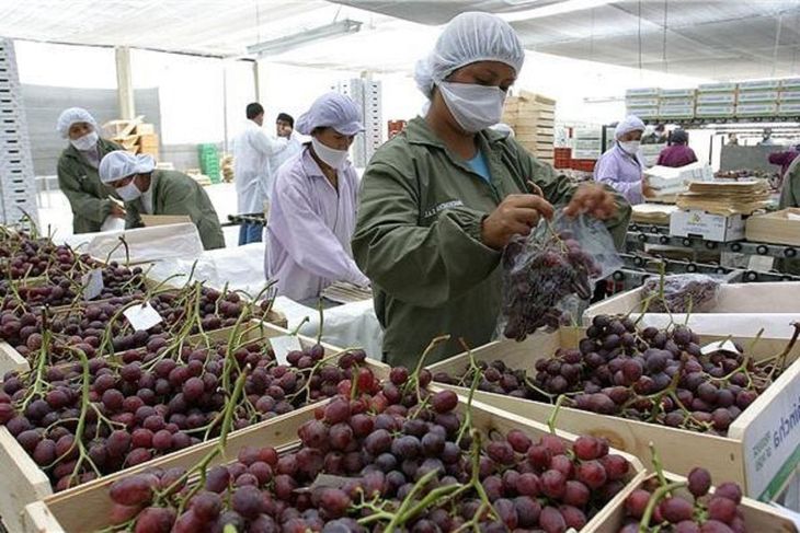 Chile acusa a Perú por la plaga existente en su territorio. Aduce que las importaciones de frutas es el vehículo de ingreso al país. Chile acusa a Perú por la plaga existente en su territorio. Aduce que las importaciones de frutas es el vehículo de ingreso al país. 