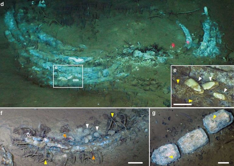 Científicos descubrieron el mayor cementerio de ballenas del mundo. Científicos descubrieron el mayor cementerio de ballenas del mundo.