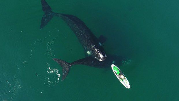Comenzó la temporada de avistaje de ballenas en Puerto Madryn.