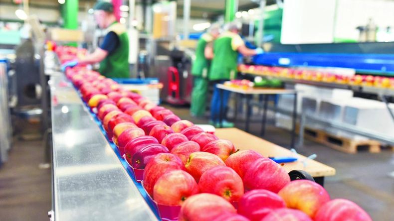 Pese a la baja estacional de precios, las cotizaciones de manzanas en Europa se ubican por encima de la media de las últimas temporadas. | LM Neuquen Pese a la baja estacional de precios, las cotizaciones de manzanas en Europa se ubican por encima de la media de las últimas temporadas.