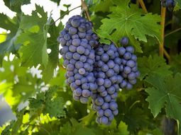 La variedad encuentra especialmente en Mendoza, Neuquén y Río Negro. La variedad encuentra especialmente en Mendoza, Neuquén y Río Negro.