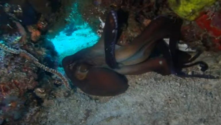 Viral: el impresionante video de un pulpo que se camufla