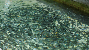 Evalúan la crianza de peces en Paso Aguerre: de qué se trata el proyecto