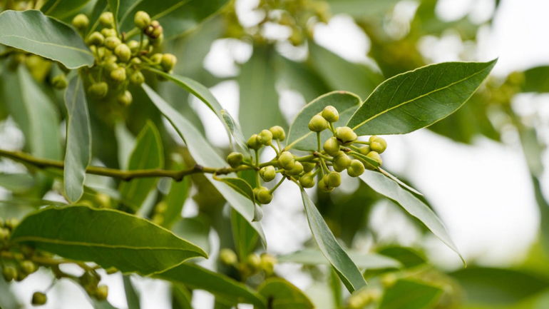 ¿Sabías? Este es el motivo por el que cada vez más gente mete hojas de laurel en el lavarropas