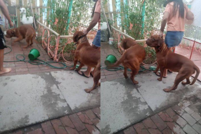 Zoonosis dice que no hay riesgo con los perros asesinos: No atacaron a una persona