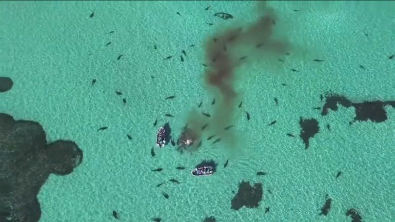 Drone capta el momento en el que tiburones devoran una ballena