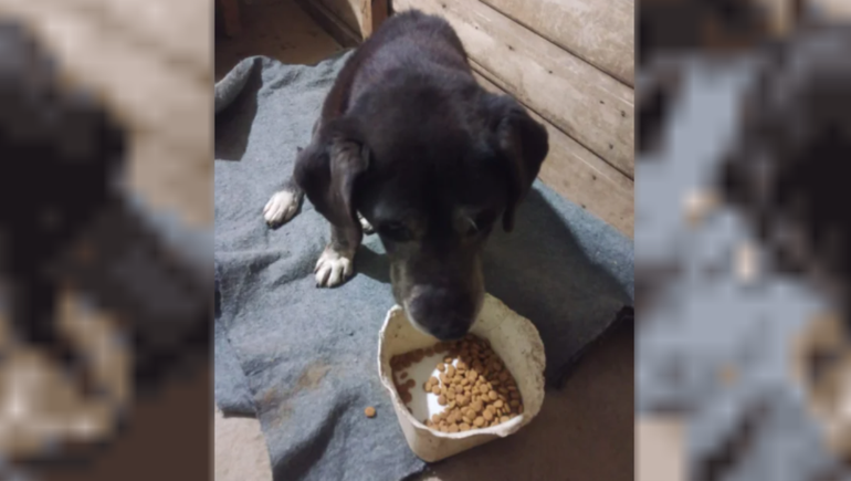 La mujer le dio agua y comida al perro que encontró en la puerta de una vivienda vecina en Comodoro Rivadavia