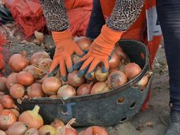 la cebolla, la nueva estrella del campo rionegrino la cebolla, la nueva estrella del campo rionegrino