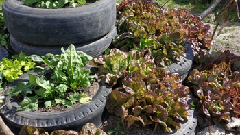 Huerta agroecológica es una de las capacitaciones que se vienen. Huerta agroecológica es una de las capacitaciones que se vienen.