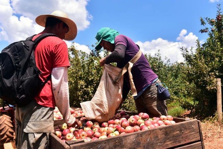 Brasil es un importante productor de manzanas, pero igualmente importa gran cantidad de esta fruta. Brasil es un importante productor de manzanas, pero igualmente importa gran cantidad de esta fruta.